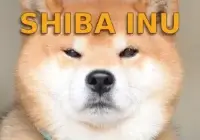 Shiba Inu может превзойти Dogecoin по доходности